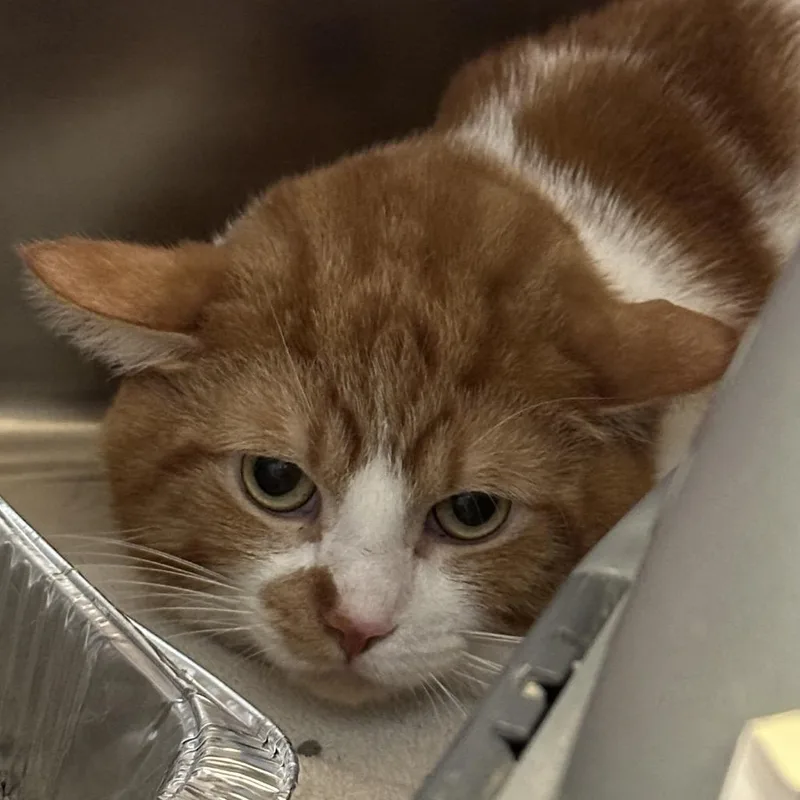 An adult large-sized male Orange / Red Domestic Short Hair cat named Socrates for adoption in Matteson, IL