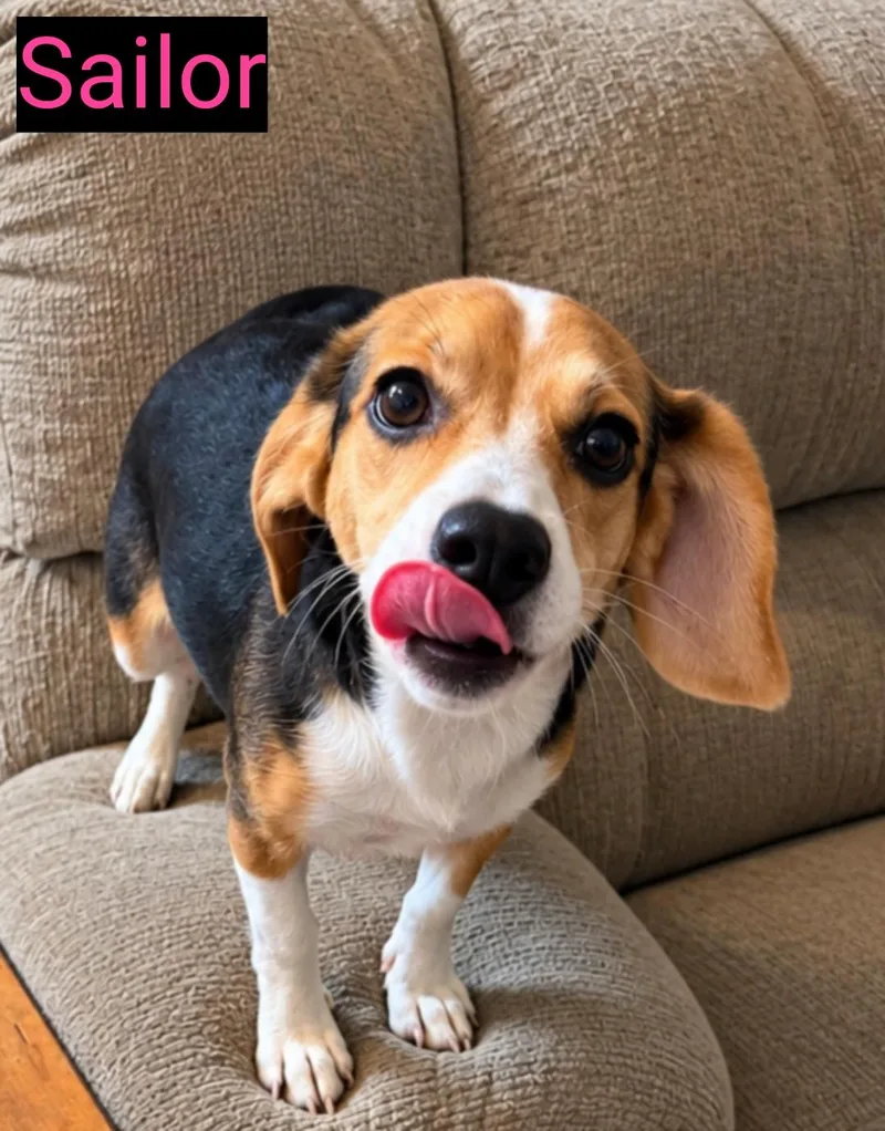 A baby small-sized female Dachshund dog named Sailor for adoption in Grand Rapids, MI