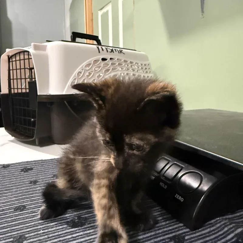 Blue Tortie thumbnail 2