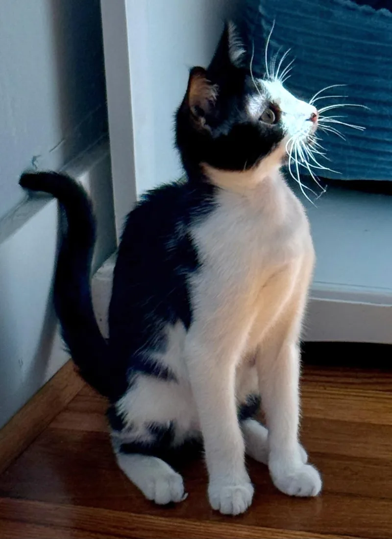 A baby medium-sized female Black & White / Tuxedo Tuxedo cat named Bubbles for adoption in Springfield, OR