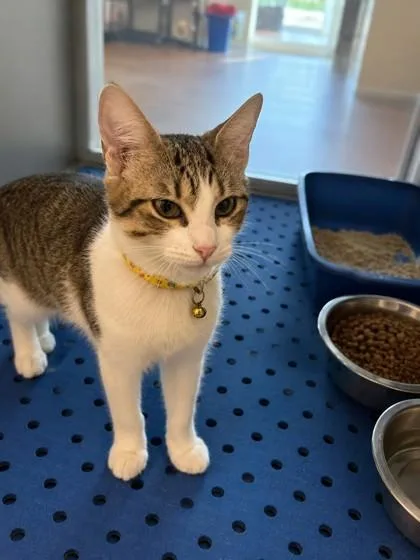 A young medium-sized female Domestic Short Hair cat named Mama for adoption in North Richland Hills, TX