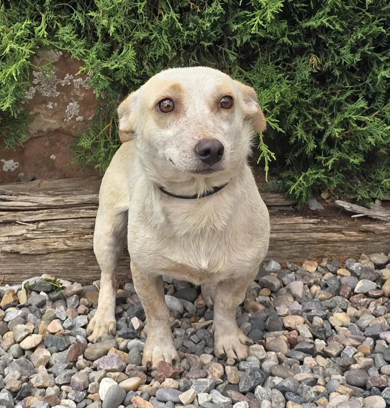 A young small-sized male Yellow / Tan / Blond / Fawn Dachshund dog named Lover Boy Lando for adoption in Albuquerque, NM