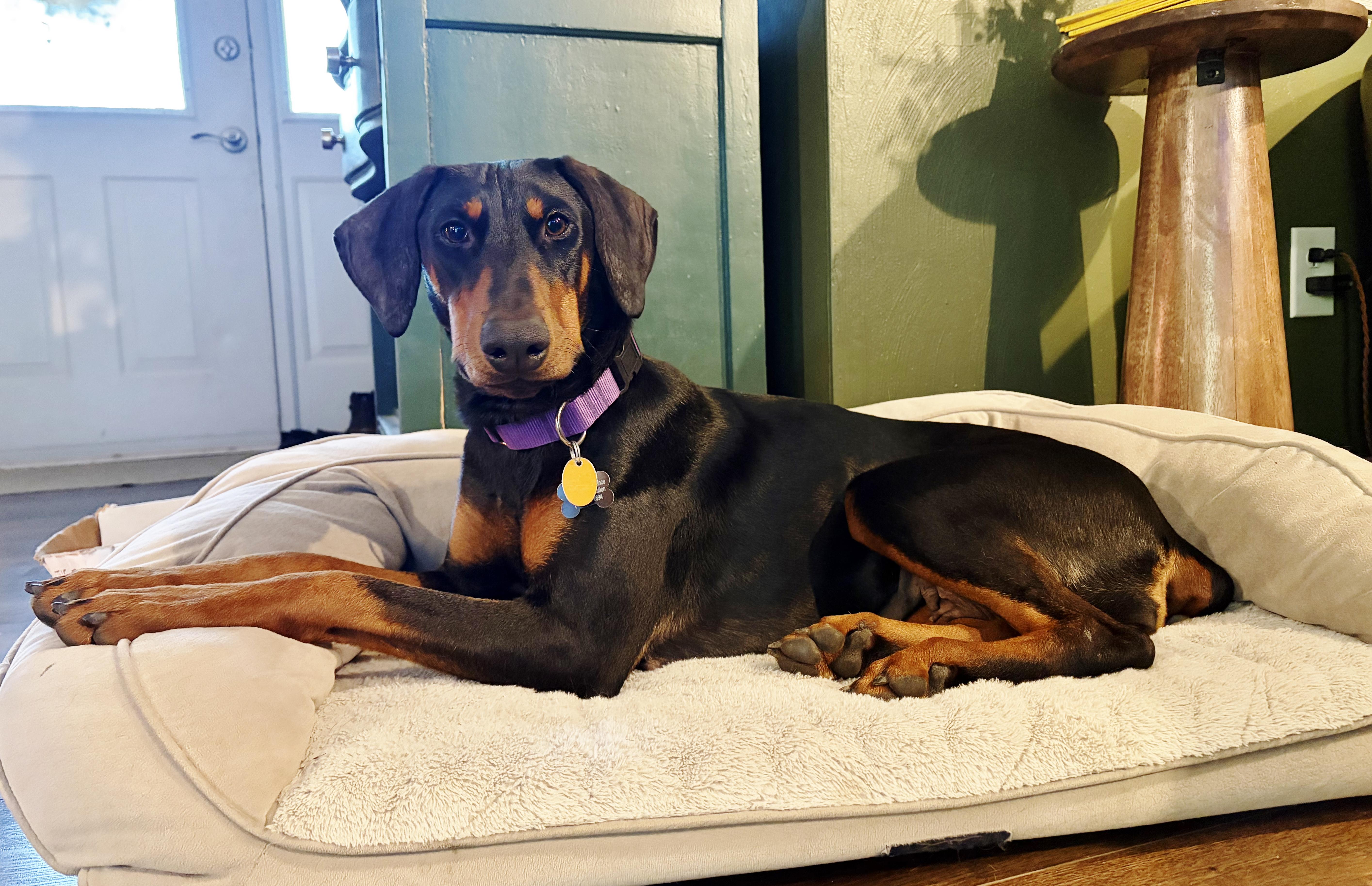 A young large-sized female Black Doberman Pinscher dog named Betty for adoption in Arlington, VA
