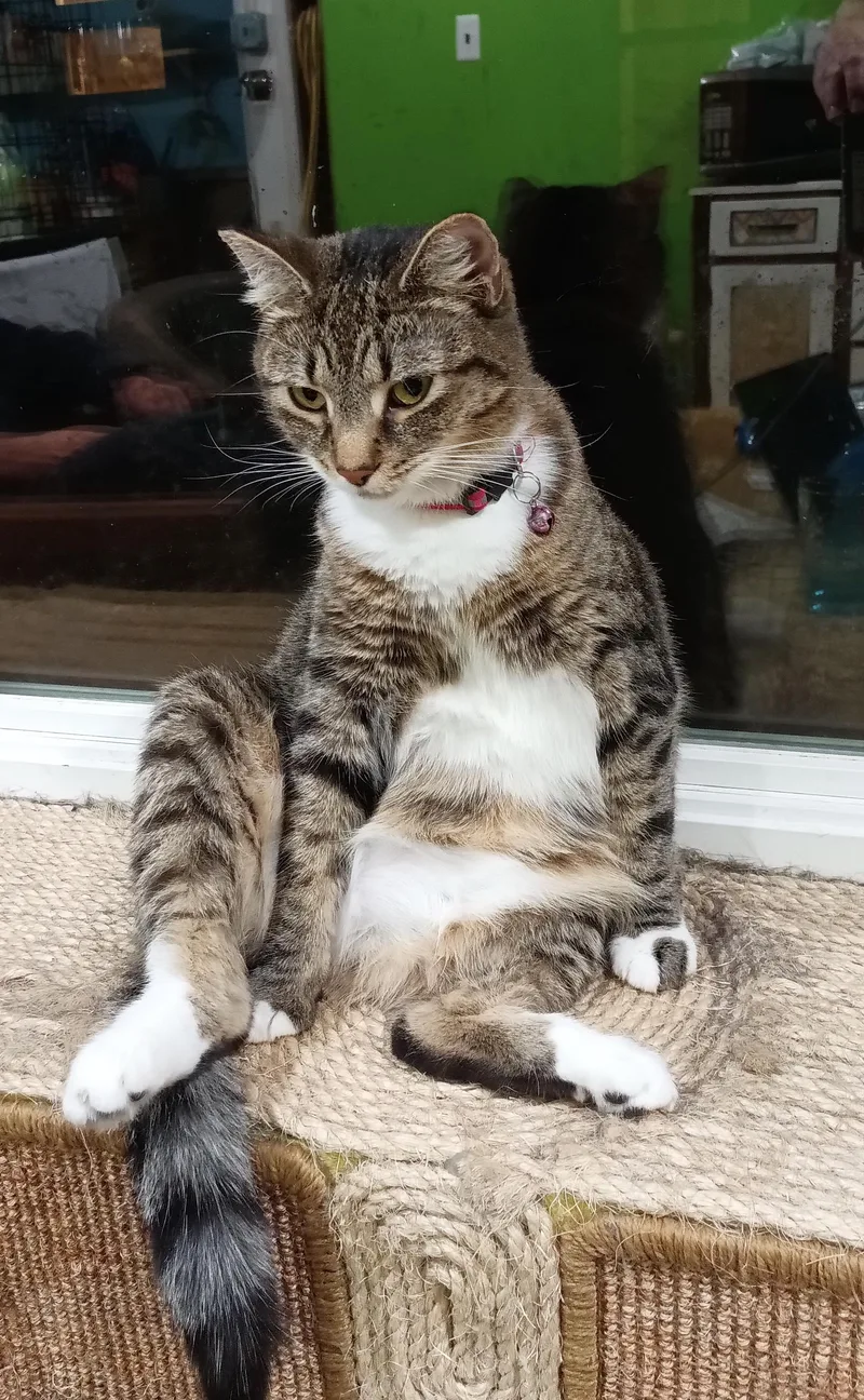 An adult medium-sized female Domestic Short Hair cat named Annalee for adoption in Havertown, PA