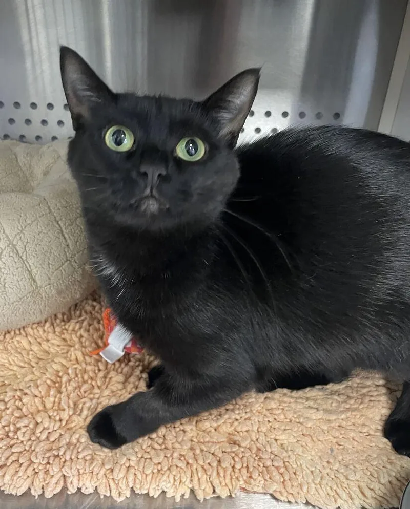A young medium-sized female Domestic Short Hair cat named Ember for adoption in Jackson, MI