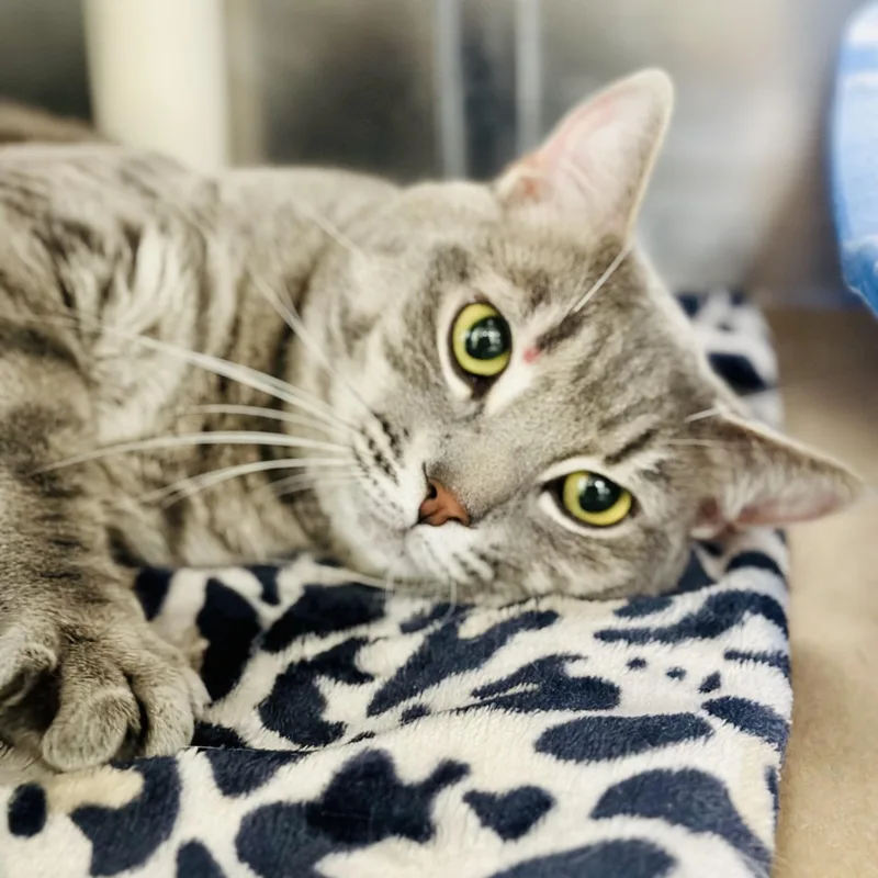 An adult medium-sized male Tabby (Gray / Blue / Silver) Domestic Short Hair cat named Tilton for adoption in Jackson, NJ