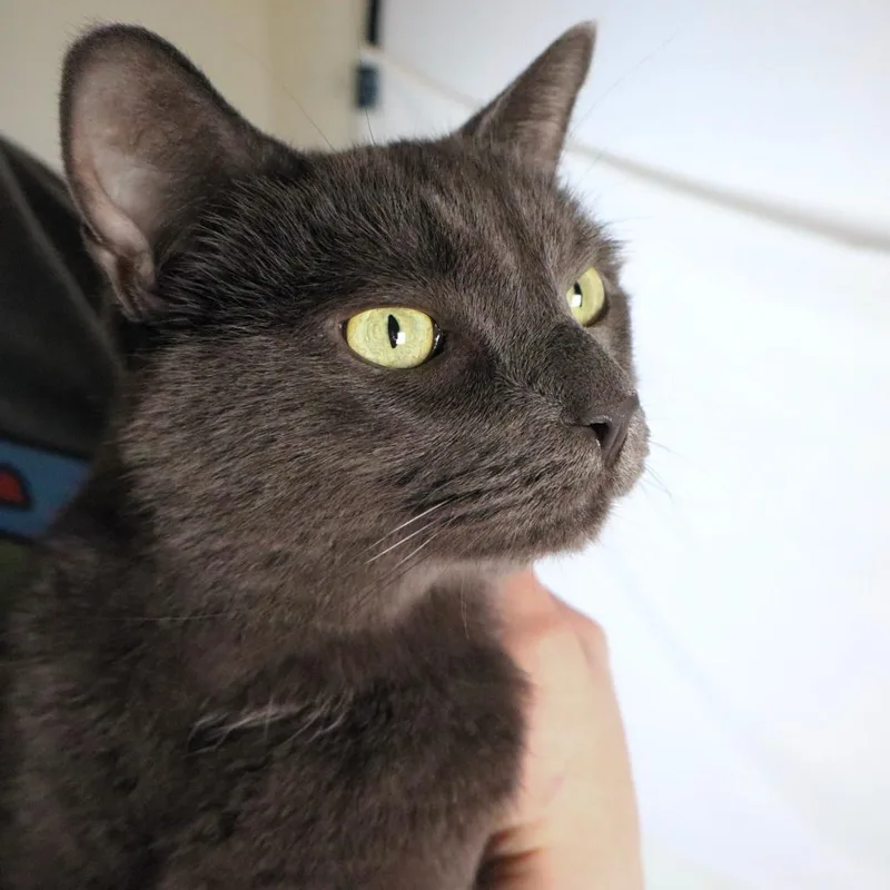 An adult large-sized male Domestic Short Hair cat named Diomedes for adoption in Johnson City, TN