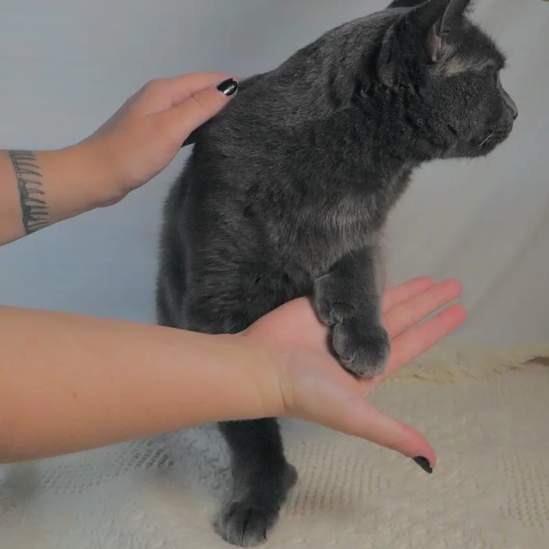 Diomedes thumbnail 5