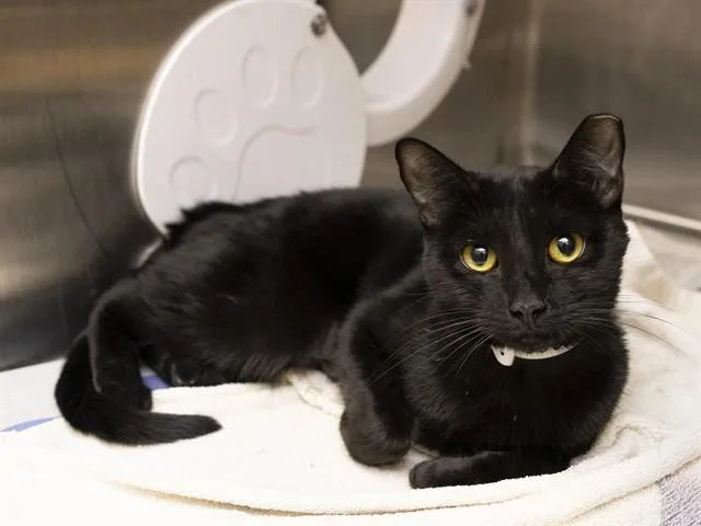 A young small-sized female Domestic Short Hair cat named Phoebe for adoption in Phoenix, AZ