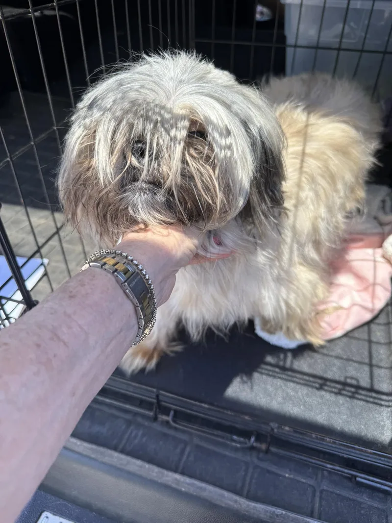 A baby small-sized female Shih Tzu dog named Demi for adoption in Matthews, NC