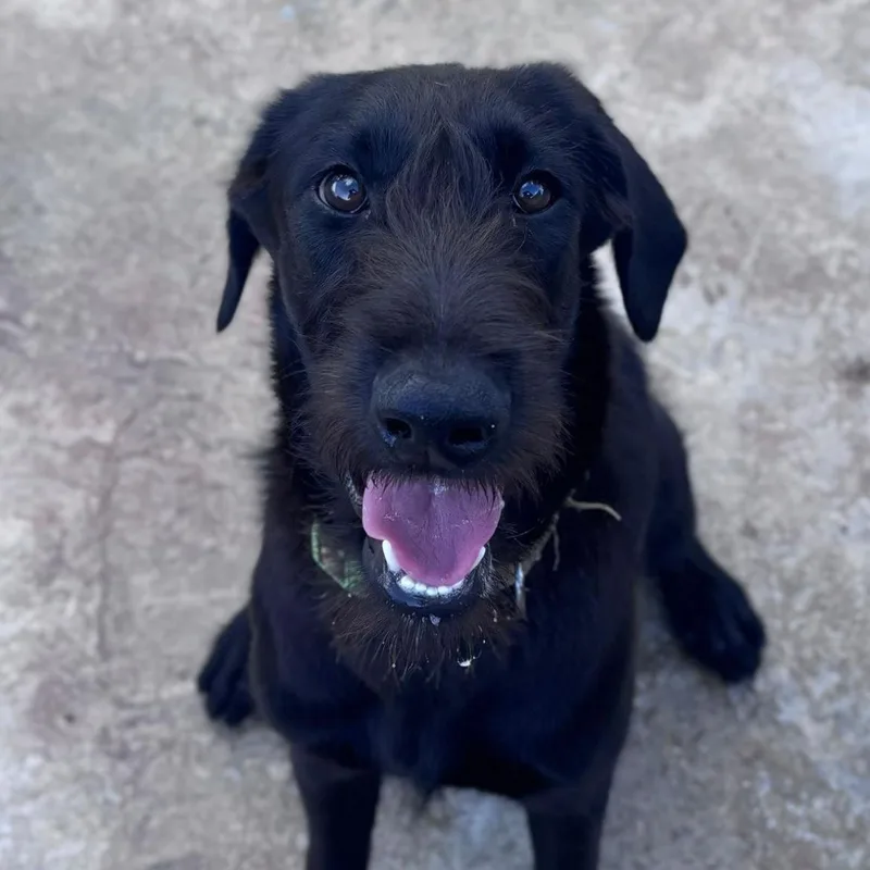 An adult medium-sized female Black Giant Schnauzer dog named Tia for adoption in Loiza, PR