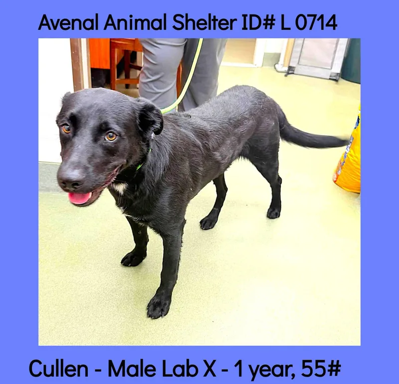 A young medium-sized male Black Labrador Retriever dog named Cullen for adoption in Avenal, CA