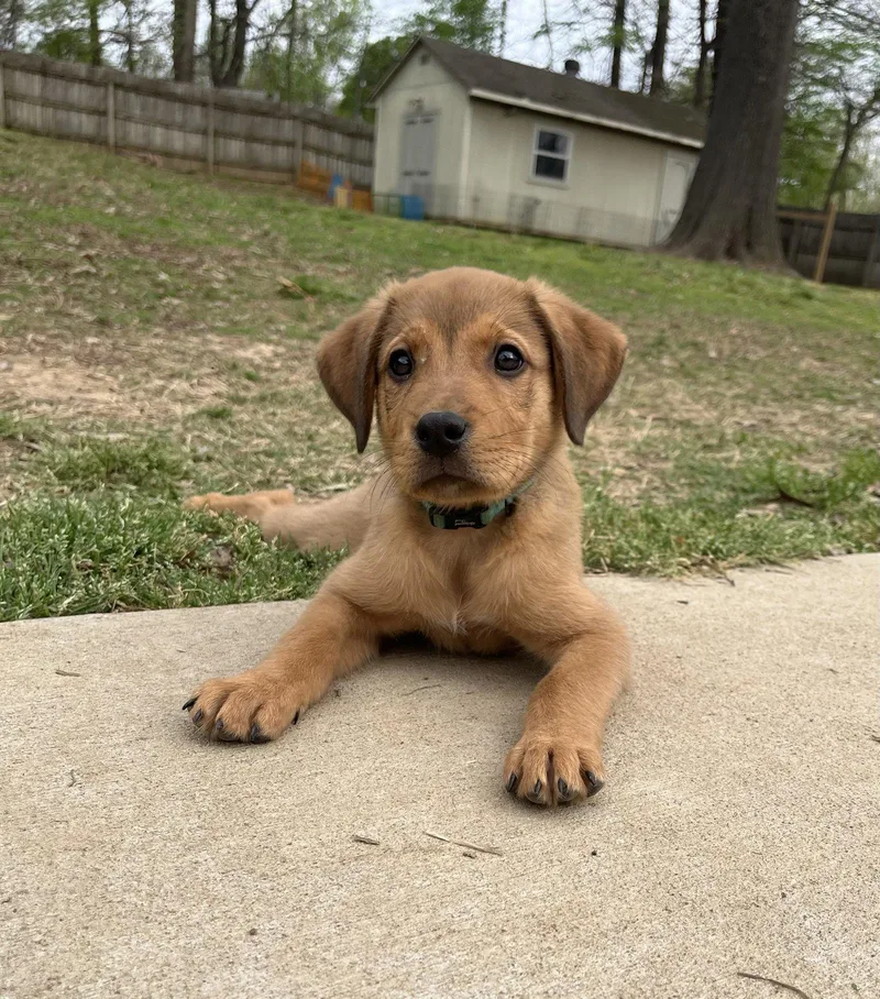A baby medium-sized male Hound dog named Rhodes for adoption in Southaven, MS