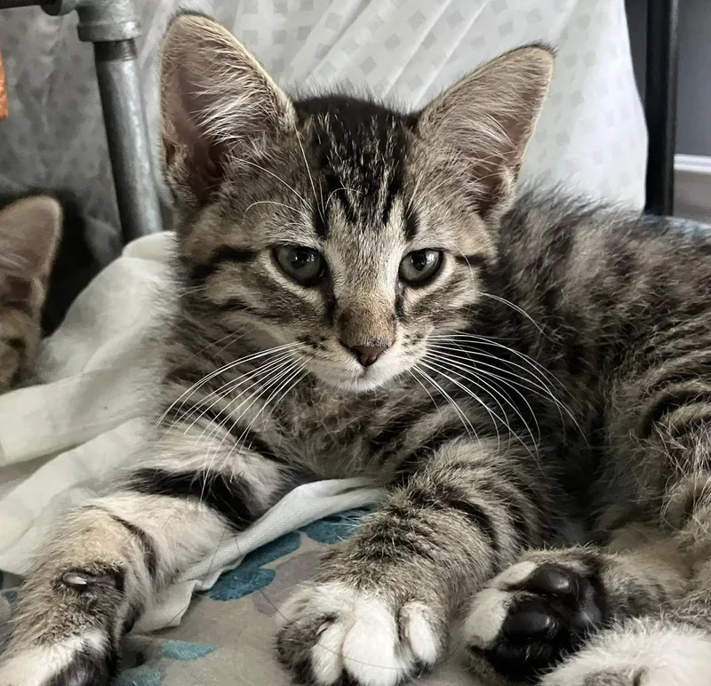 A baby medium-sized male White Domestic Short Hair cat named Yahir for adoption in Kansas City, KS