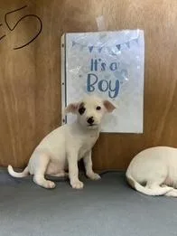 A baby small-sized male Jack Russell Terrier dog named Timmy for adoption in Welling, OK