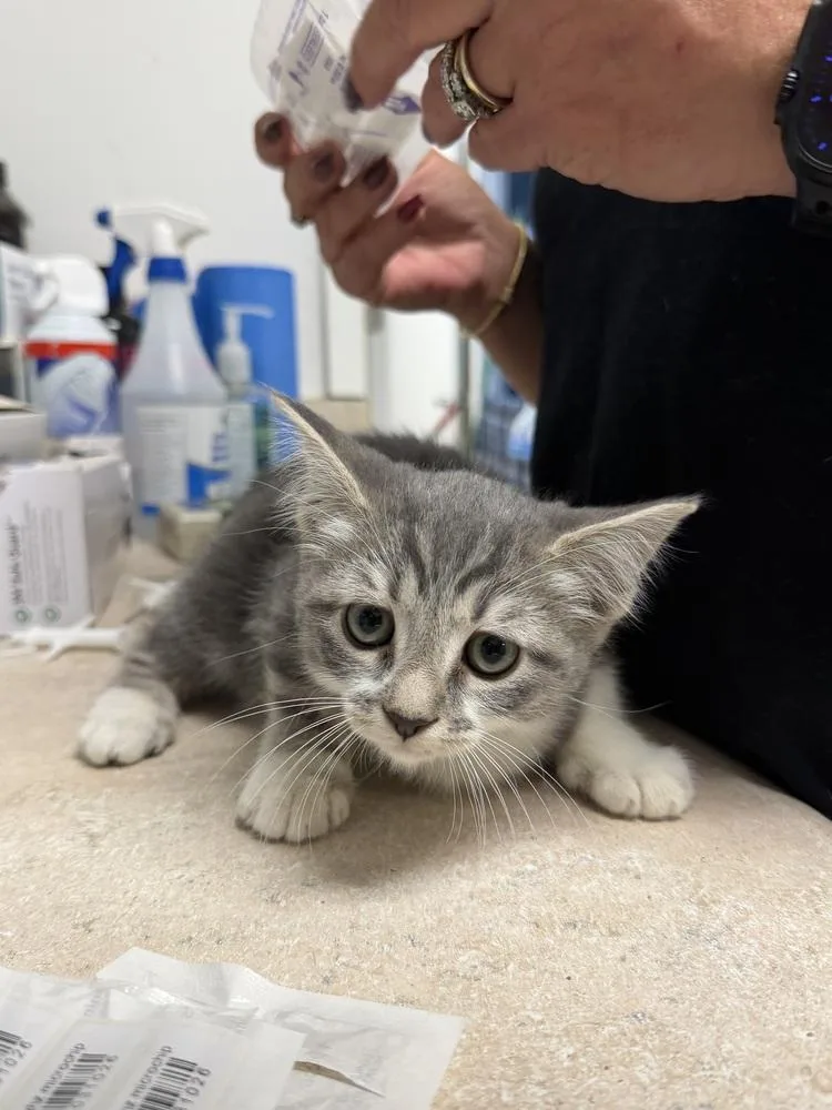 A baby small-sized female Gray & White Domestic Short Hair cat named Beatrice for adoption in Ontario, CA