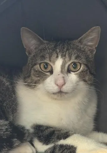 An adult medium-sized male Domestic Short Hair cat named Halston for adoption in Sultan, WA