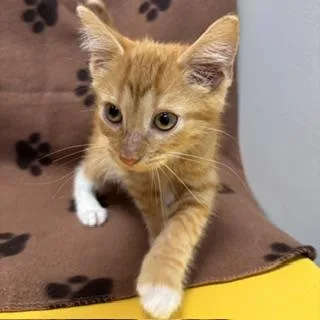 A baby small-sized male Domestic Short Hair cat named Stormin Norman for adoption in Janesville, WI