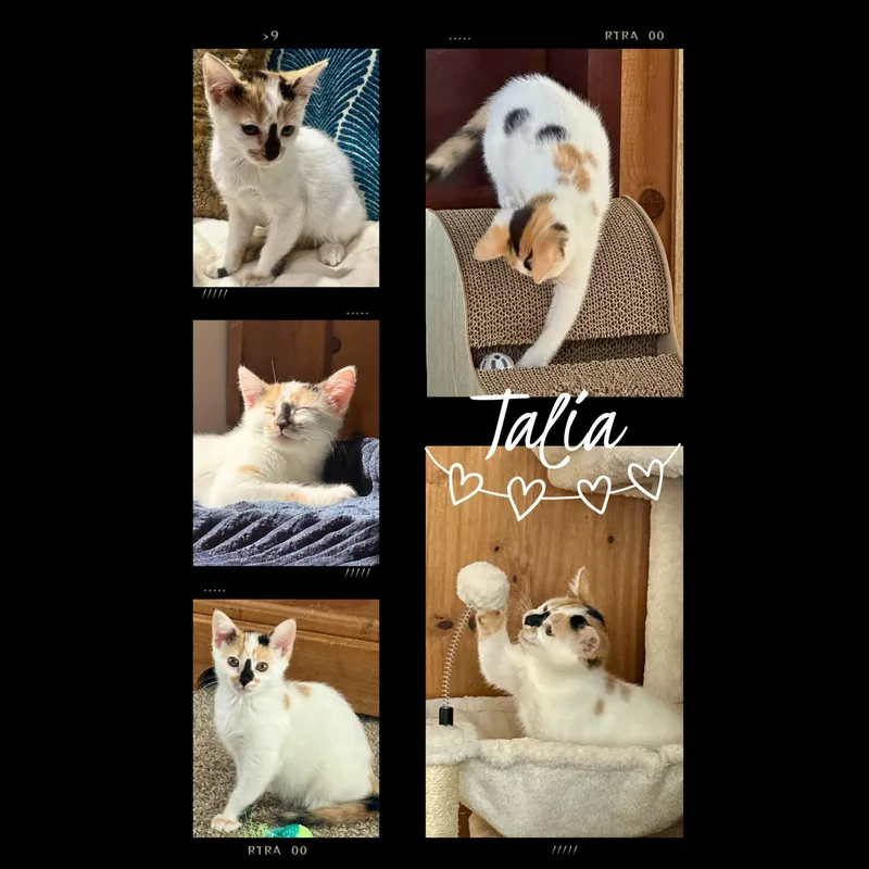 A baby medium-sized female Calico Domestic Short Hair cat named Talia for adoption in Battle Creek, MI
