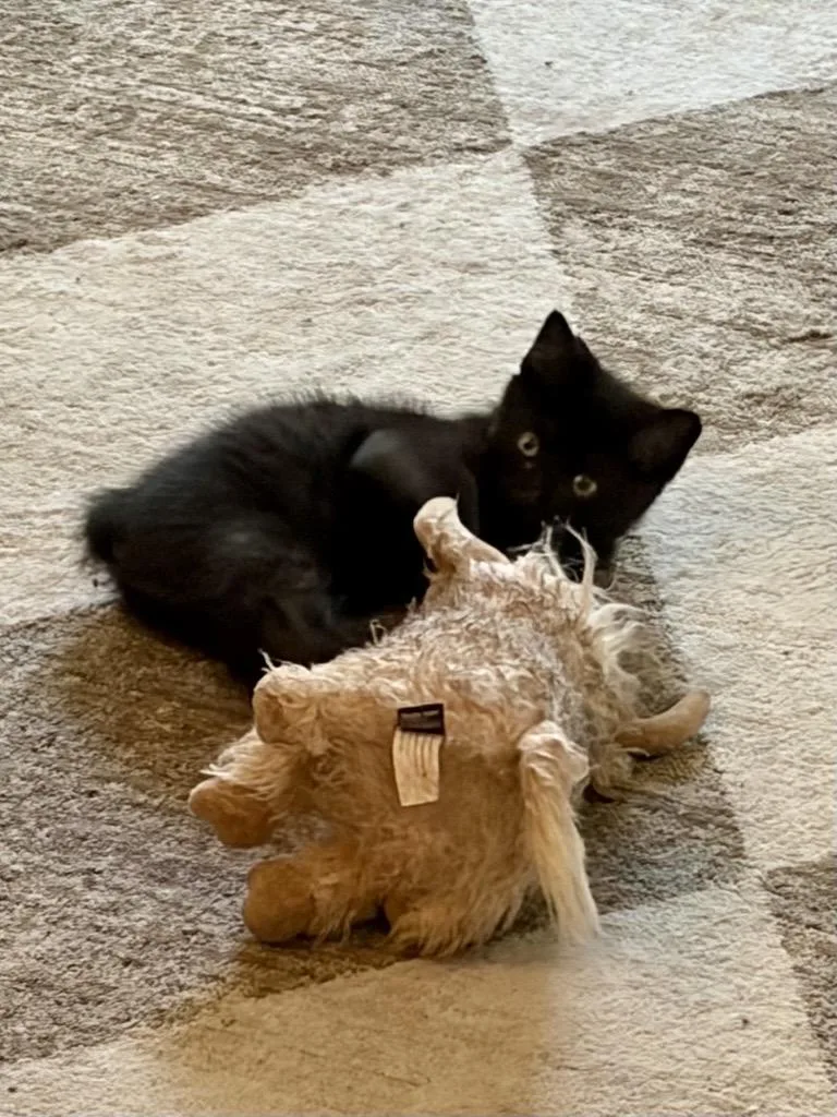 A baby medium-sized male Black Manx cat named Eric Lee Bob for adoption in Midland, MI