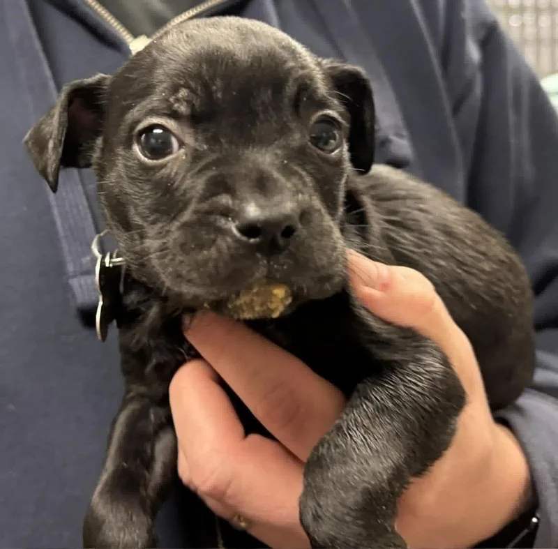 Tommylittle Tommy thumbnail 2