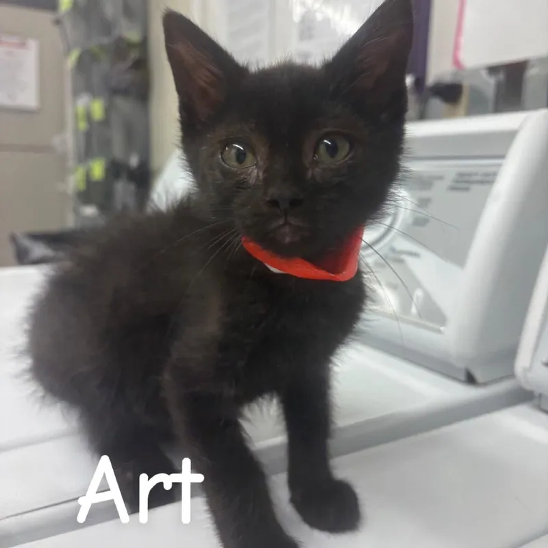 A baby small-sized male Black Domestic Short Hair cat named Art for adoption in Buffalo, MN
