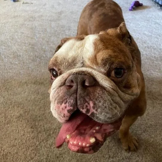 An adult medium-sized male Red / Chestnut / Orange English Bulldog dog named Remington for adoption in Turlock, CA