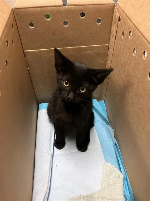 A baby small-sized male Domestic Short Hair cat named Toast for adoption in Long Beach, CA