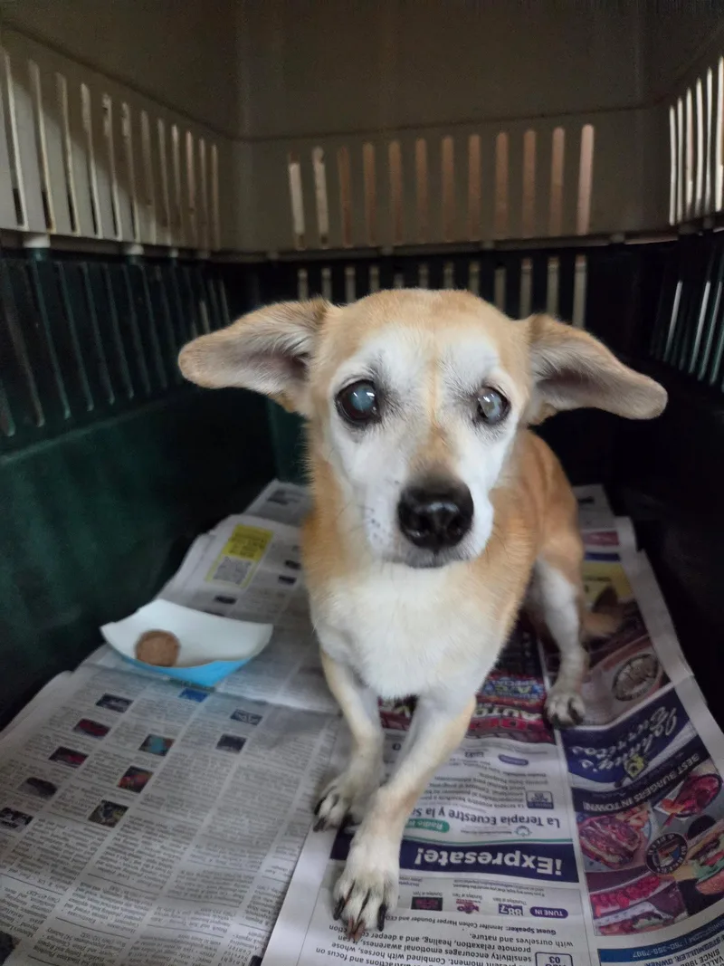 An adult small-sized male Chihuahua dog named Marbles for adoption in El Centro, CA