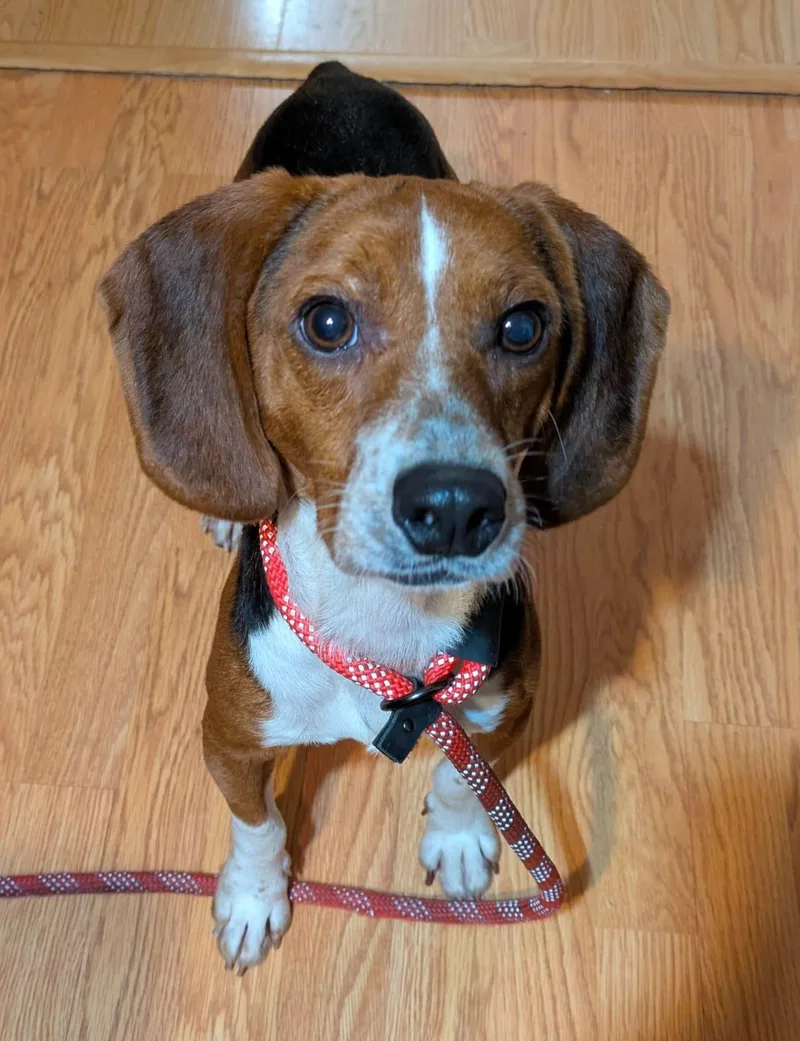 A young medium-sized male Beagle dog named Tigger II for adoption in Dunnellon, FL