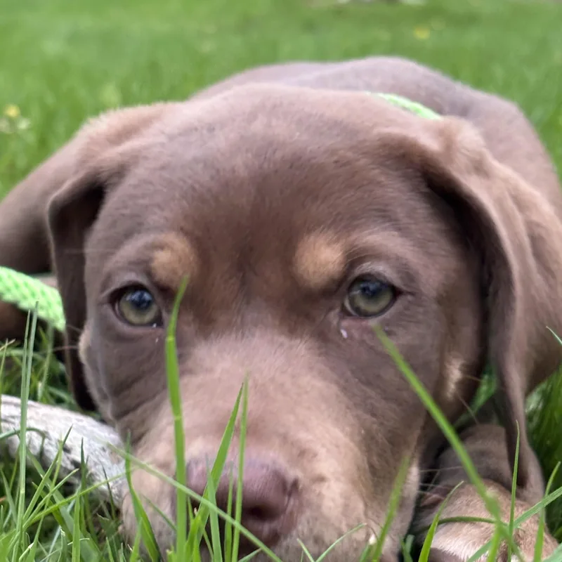 A baby medium-sized female Labrador Retriever dog named Maple In Vermont for adoption in Waitsfield, VT