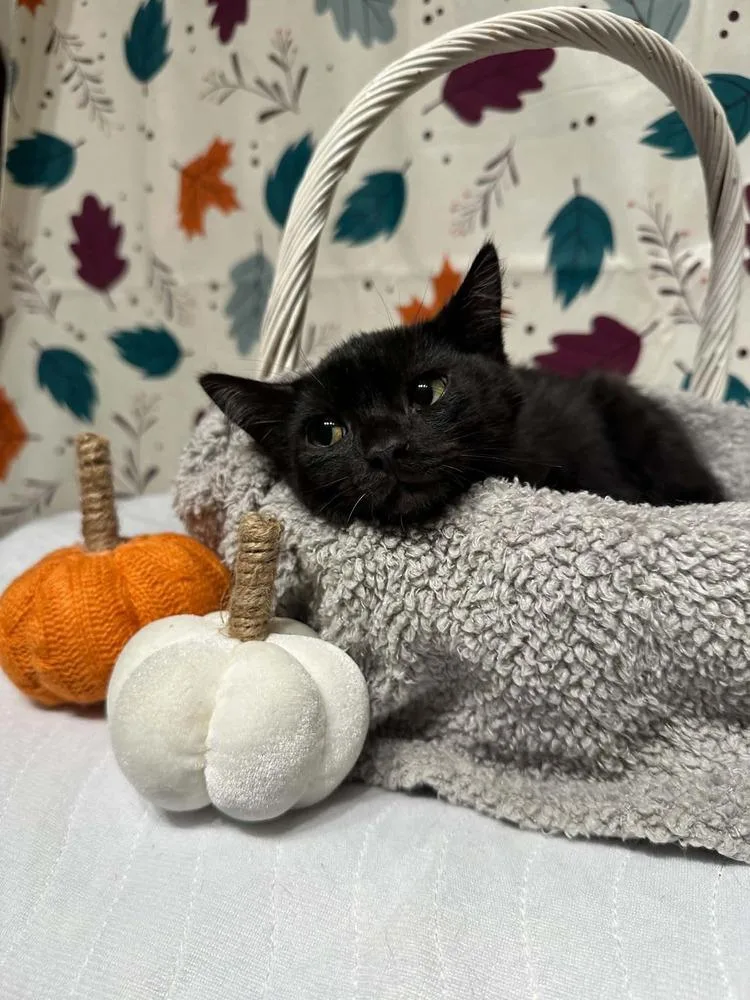 A baby small-sized male Black Domestic Short Hair cat named Lincoln for adoption in Groveland, MA