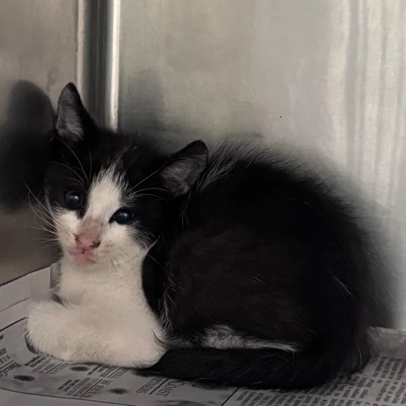 A baby small-sized male Black Domestic Short Hair cat named Burrito for adoption in Lufkin, TX