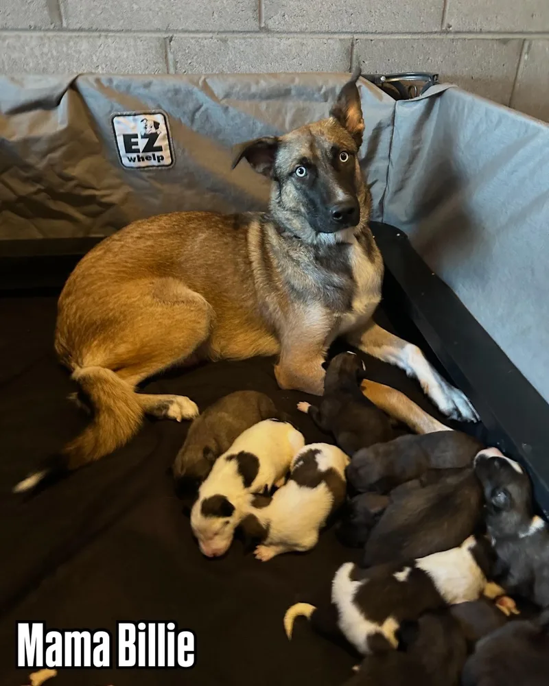 Huskyshepherdaussie Mixes thumbnail 2