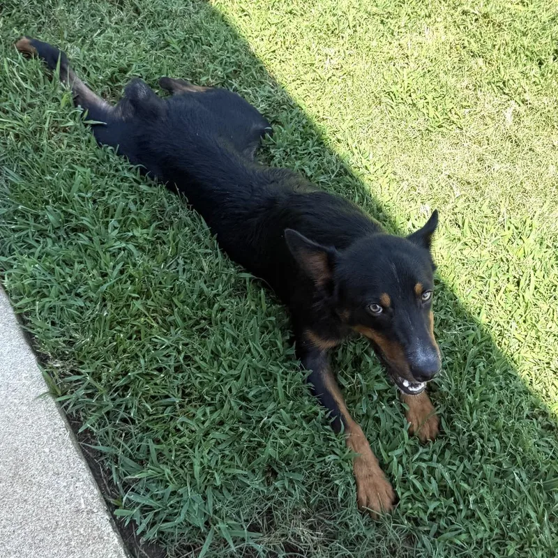 A young medium-sized male Shepherd dog named Giovani for adoption in Brenham, TX