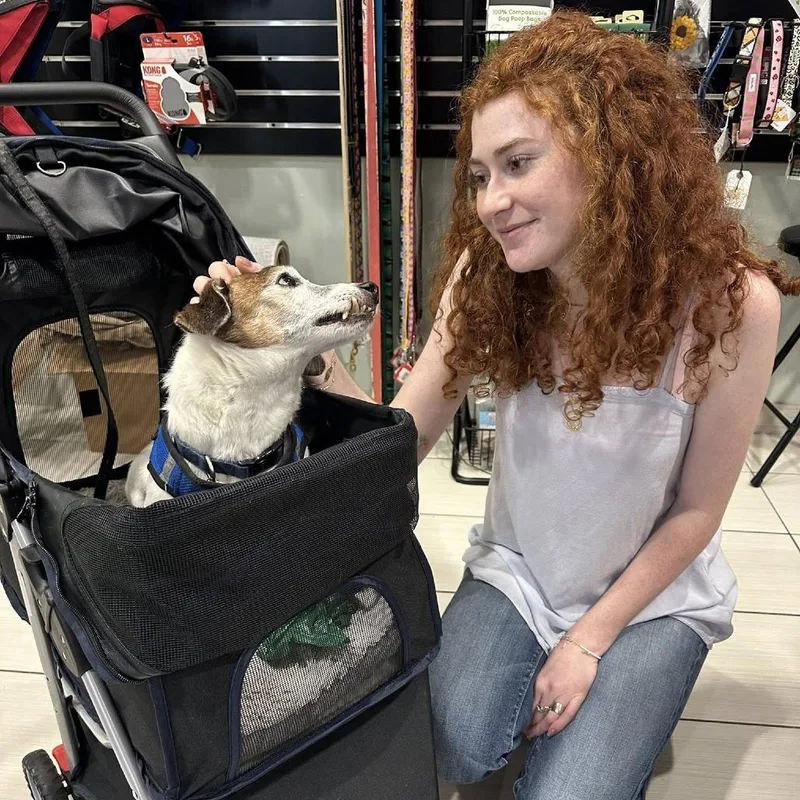 A senior small-sized male White / Cream Jack Russell Terrier dog named Bandit for adoption in Ramona, CA