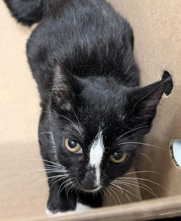 Domino