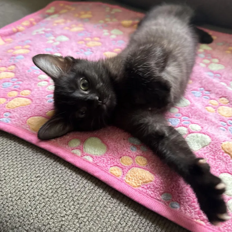 A young small-sized male Black Domestic Short Hair cat named Jack for adoption in Bentonville, AR
