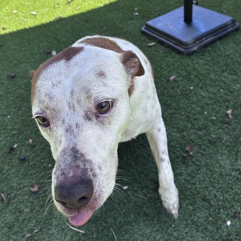 An adult large-sized male Pointer dog named Roger for adoption in Magnolia, TX