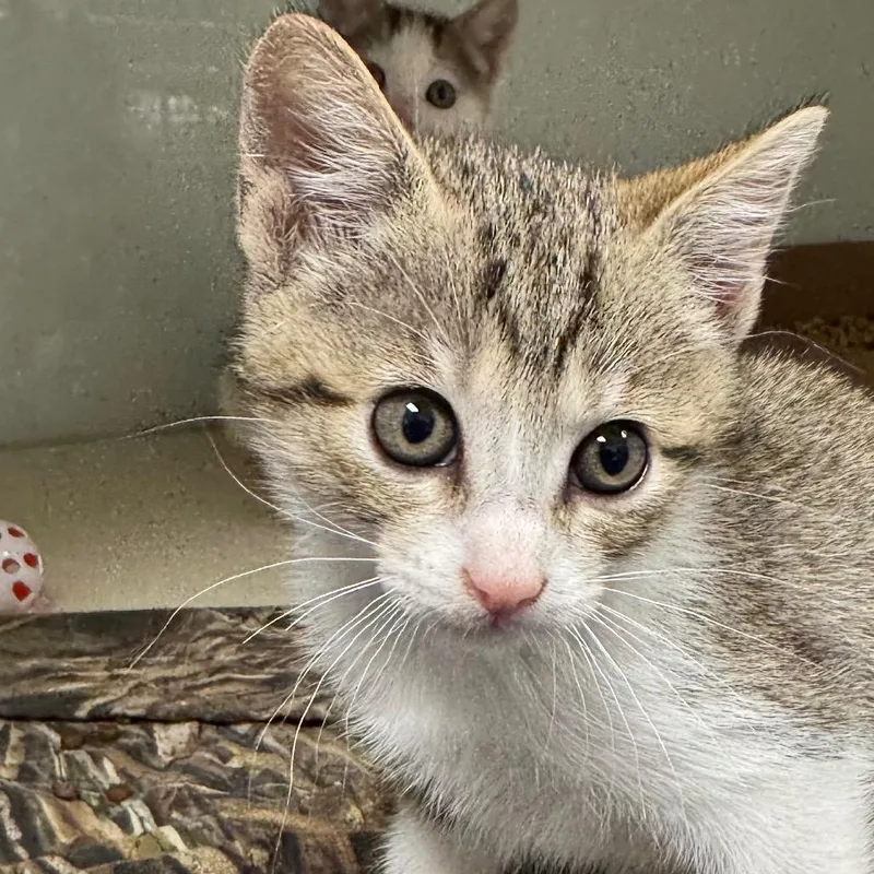 A baby small-sized female Brown / Chocolate Domestic Short Hair cat named Treatz for adoption in Dickinson, TX