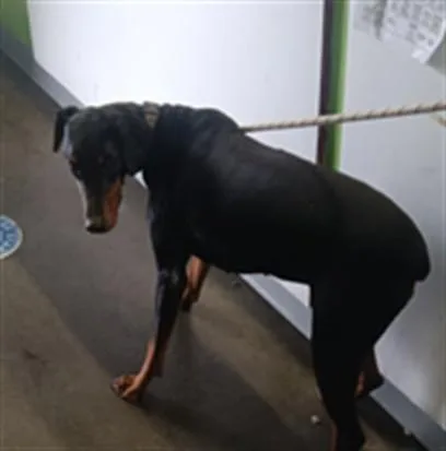 A young large-sized female Doberman Pinscher dog named Shadow for adoption in Los Angeles, CA