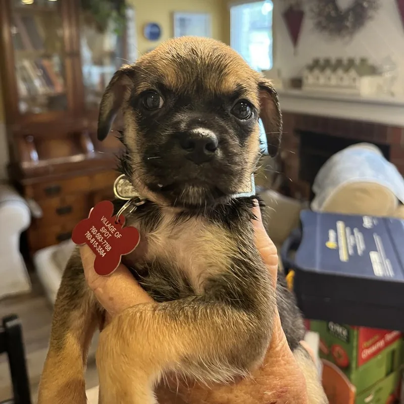 A baby medium-sized female Pug dog named Doheny for adoption in Oceanside, CA