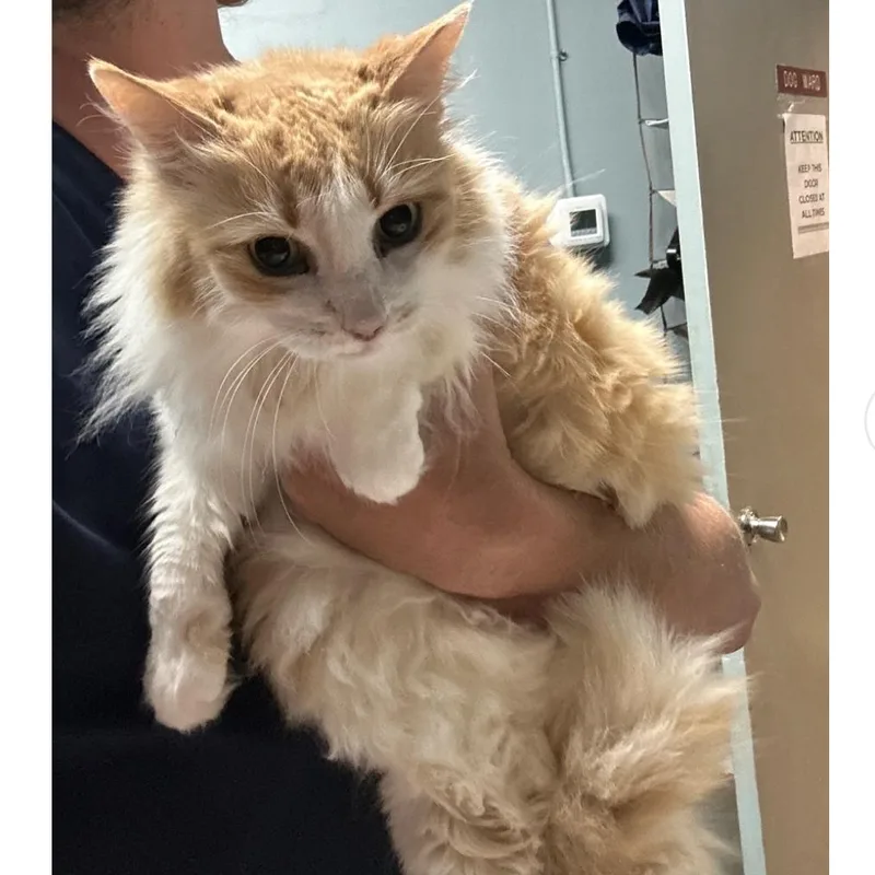 A senior small-sized female White Domestic Long Hair cat named Mama Mia for adoption in Jupiter, FL