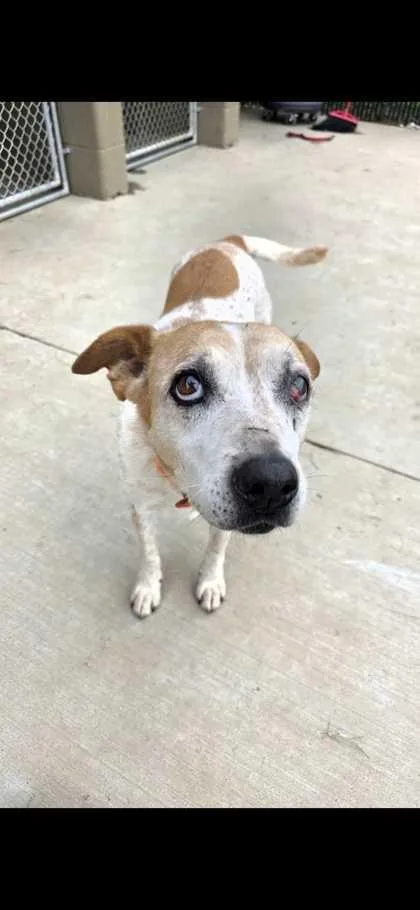 A senior medium-sized female Cattle Dog dog named Pickles for adoption in Sevierville, TN