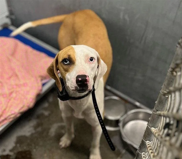 An adult medium-sized female Foxhound dog named Dinah for adoption in Tavares, FL