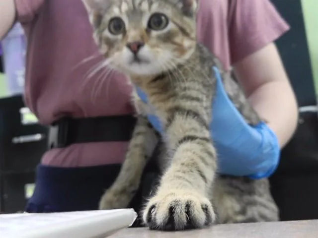 A baby small-sized male Domestic Short Hair cat named Sonny for adoption in Omaha, NE