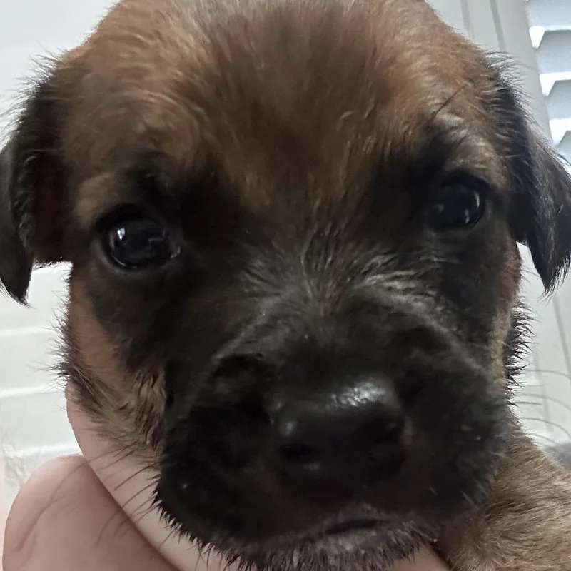 A baby medium-sized female Brown / Chocolate Shepherd dog named Vampirina for adoption in Phoenix, AZ