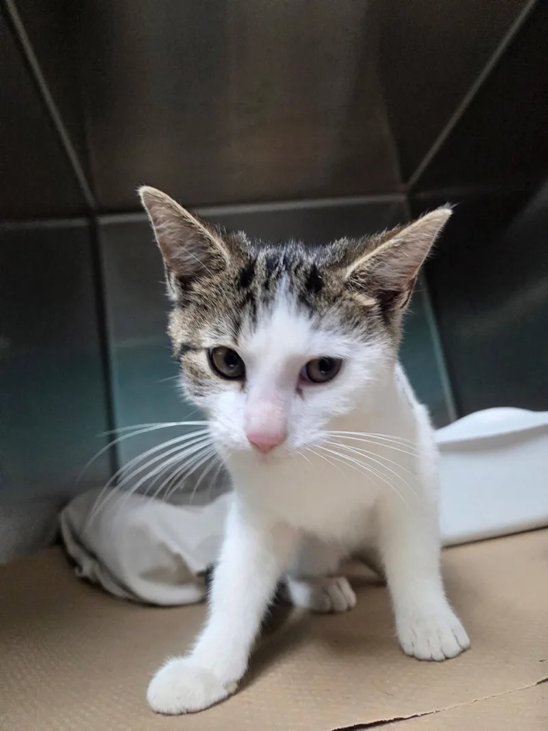 A young medium-sized female Domestic Short Hair cat named Annie Lee for adoption in Trenton, NJ