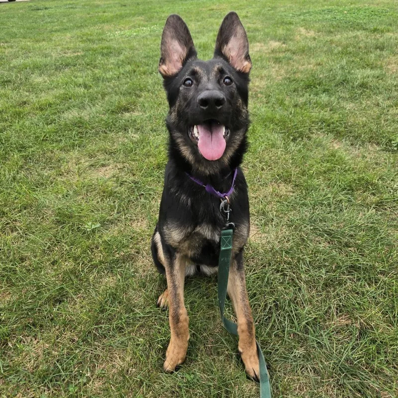 A young medium-sized female Black German Shepherd Dog dog named Turkey for adoption in Champaign, IL