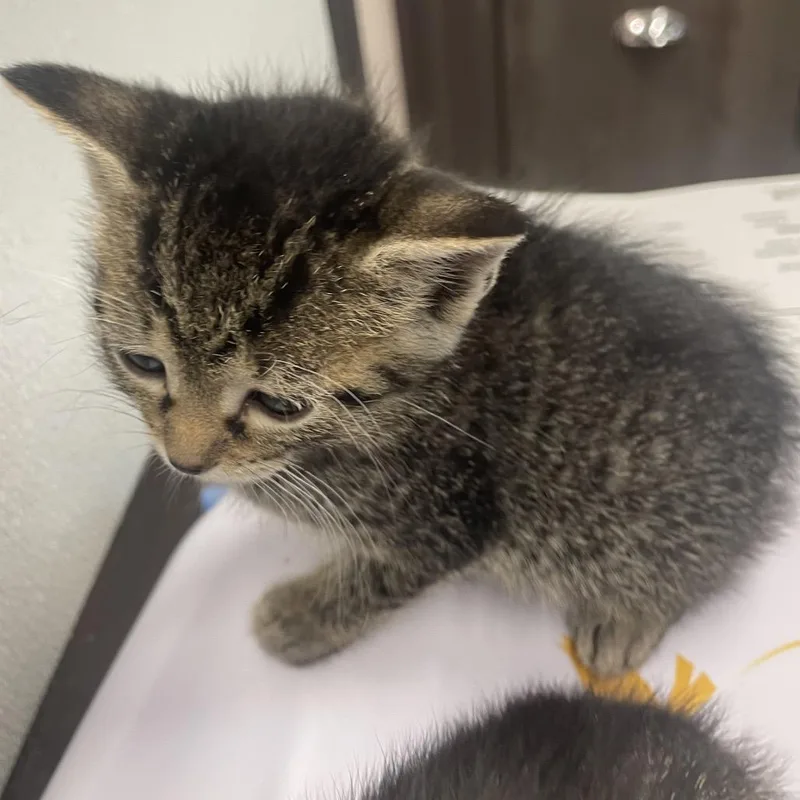 A baby small-sized female Brown / Chocolate Domestic Short Hair cat named Madonna for adoption in Tampa, FL